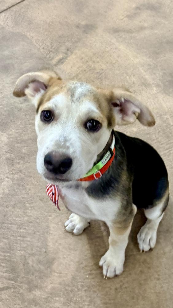 CARSON, Adoptable, Puppy Male Pit Bull Terrier & Shepherd.
