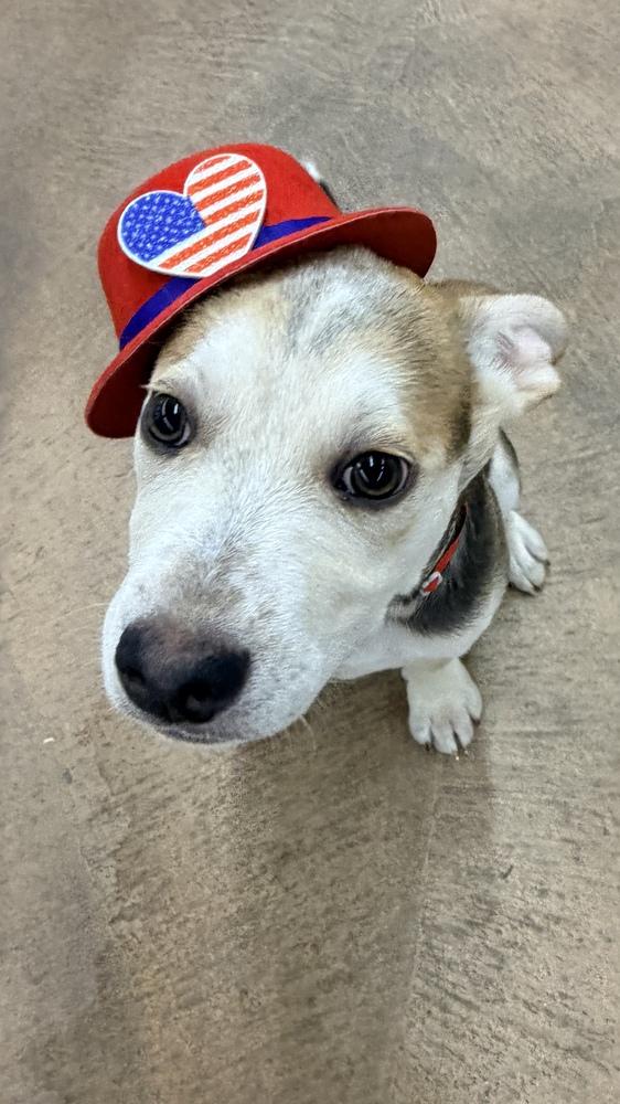 CARSON, a Adoptable mixed breed in Thornton, CO image 2/6