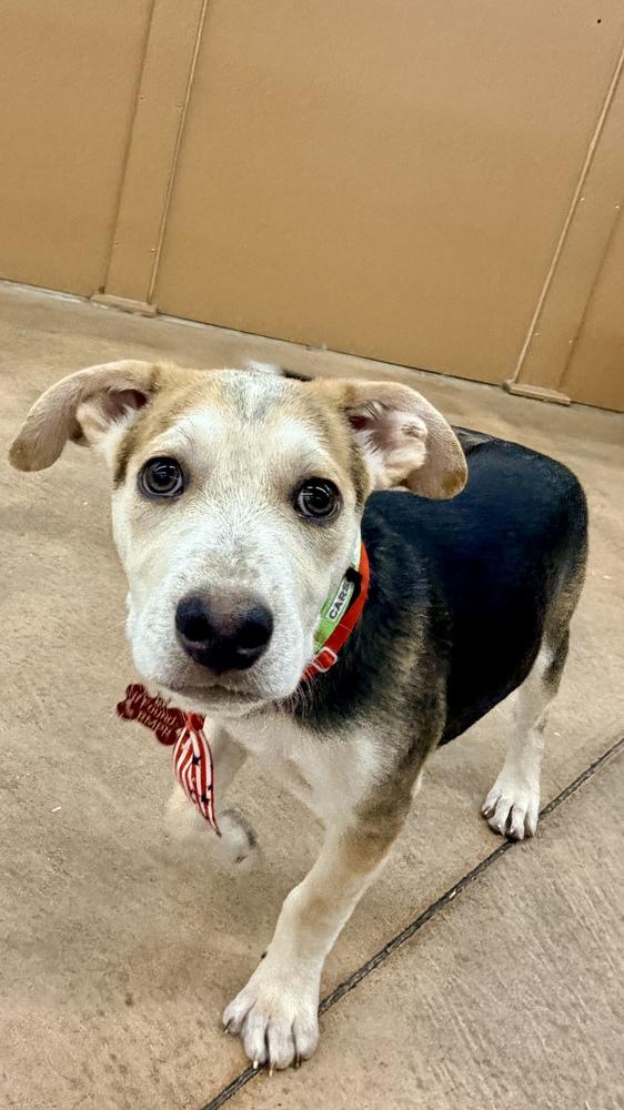 CARSON, a Adoptable mixed breed in Thornton, CO image 3/6
