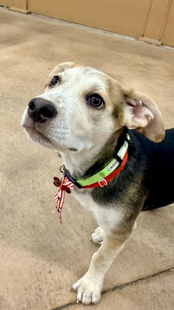 CARSON, a Adoptable mixed breed in Thornton, CO image 4/6