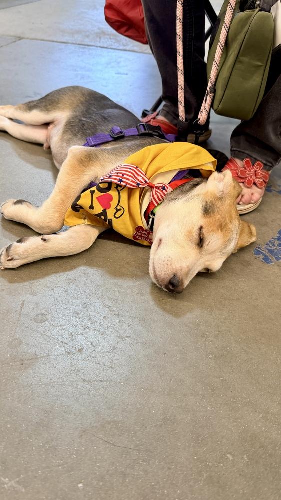 CARSON, a Adoptable mixed breed in Thornton, CO image 5/6