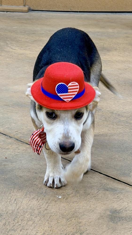 CARSON, a Adoptable mixed breed in Thornton, CO image 6/6
