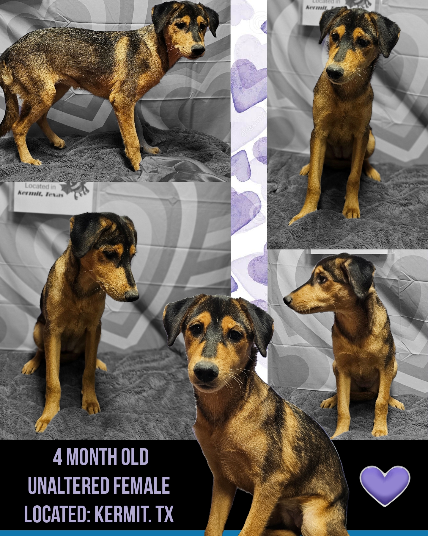 Enlarge Simi, a Adopted mixed breed in Kermit, TX image 1/1