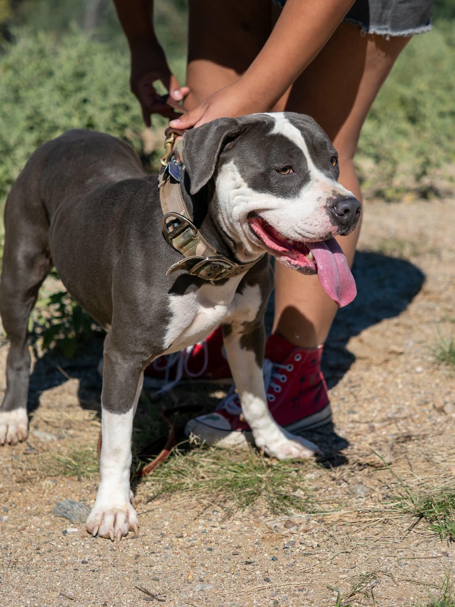 Enlarge Mama, a Adopted Pit Bull Terrier in Globe, AZ image 1/1