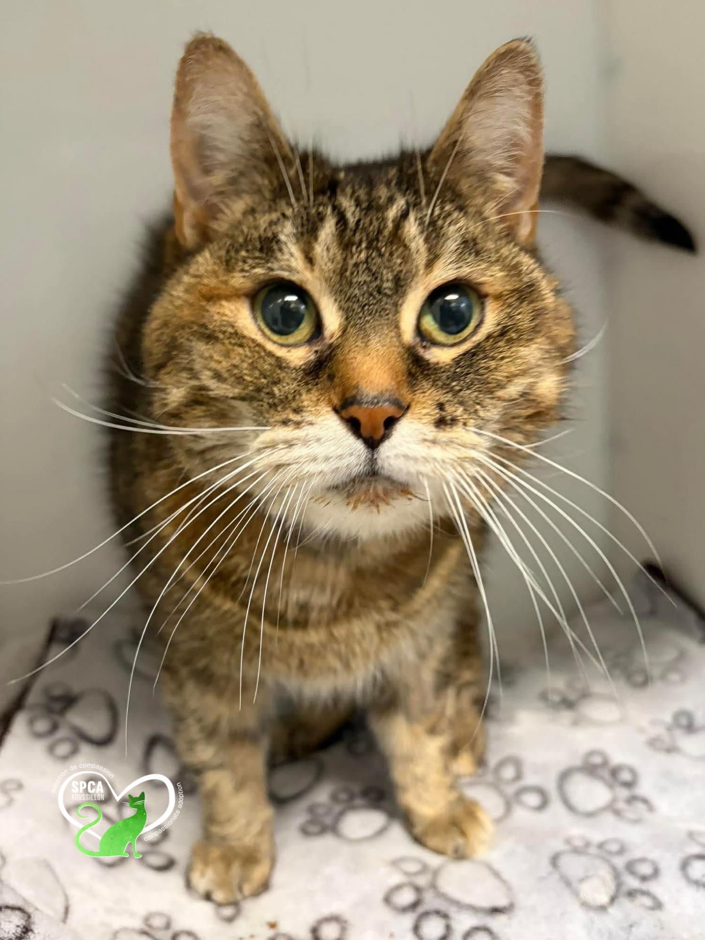 Trixie, adopted, Senior Female Domestic Short Hair.