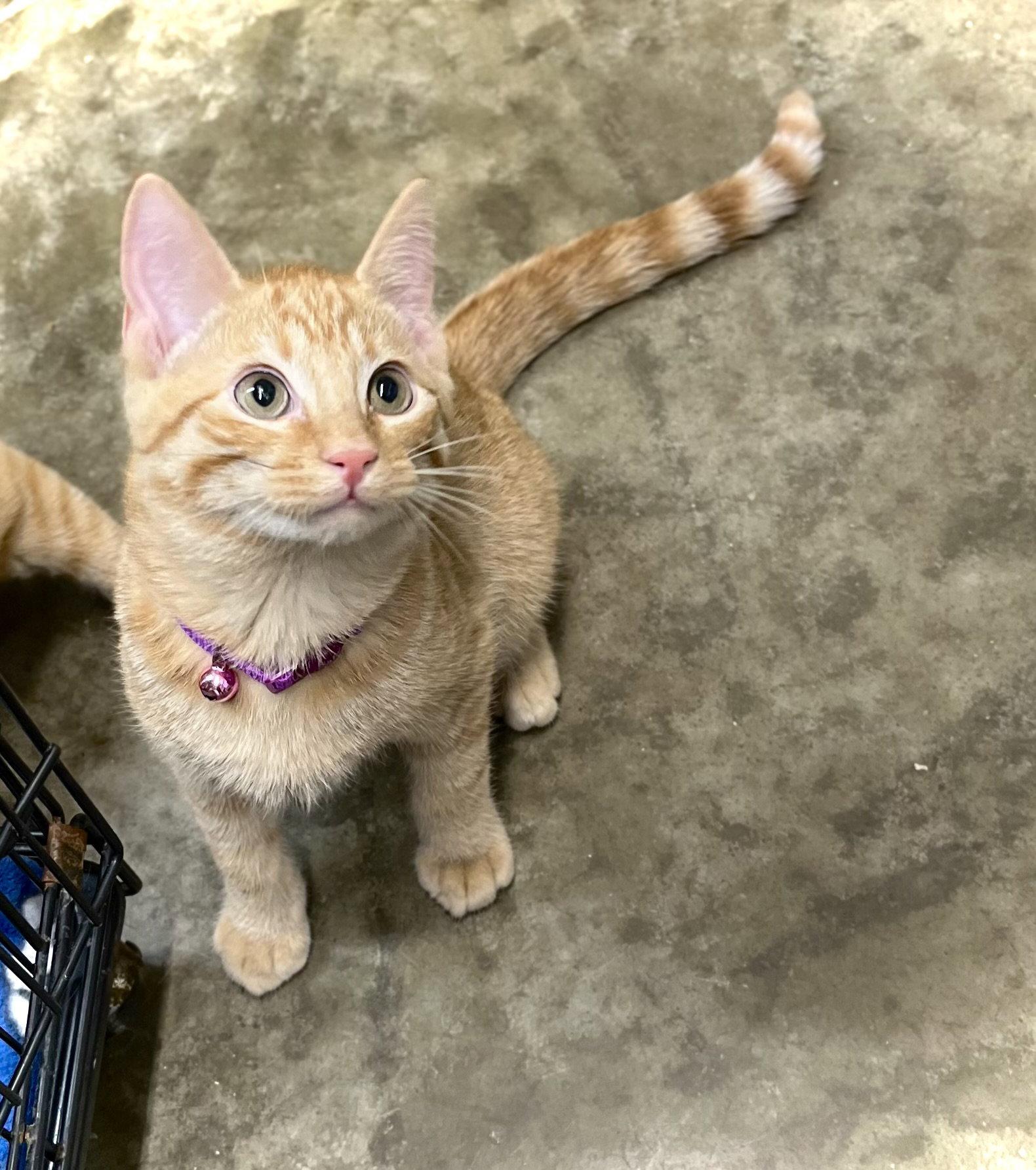 Zipper — thumbnail 2