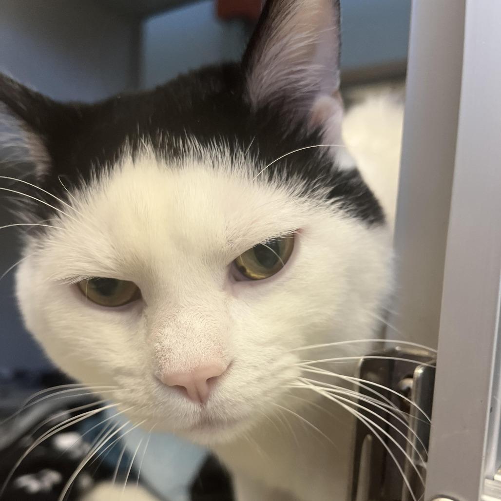 Polar Bear, a Adoptable Domestic Short Hair in Cedar Rapids, IA image 1/2
