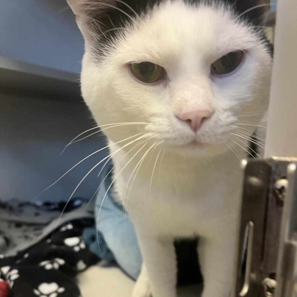 Polar Bear, a Adoptable Domestic Short Hair in Cedar Rapids, IA image 2/2