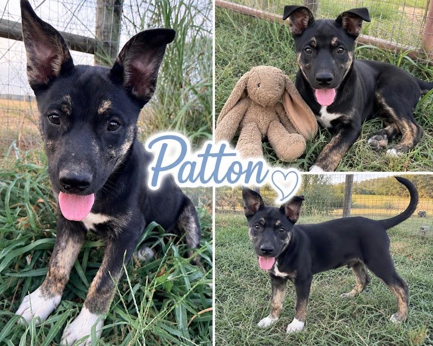 Enlarge Patton, a Adopted mixed breed in Zimmerman, MN image 2/2