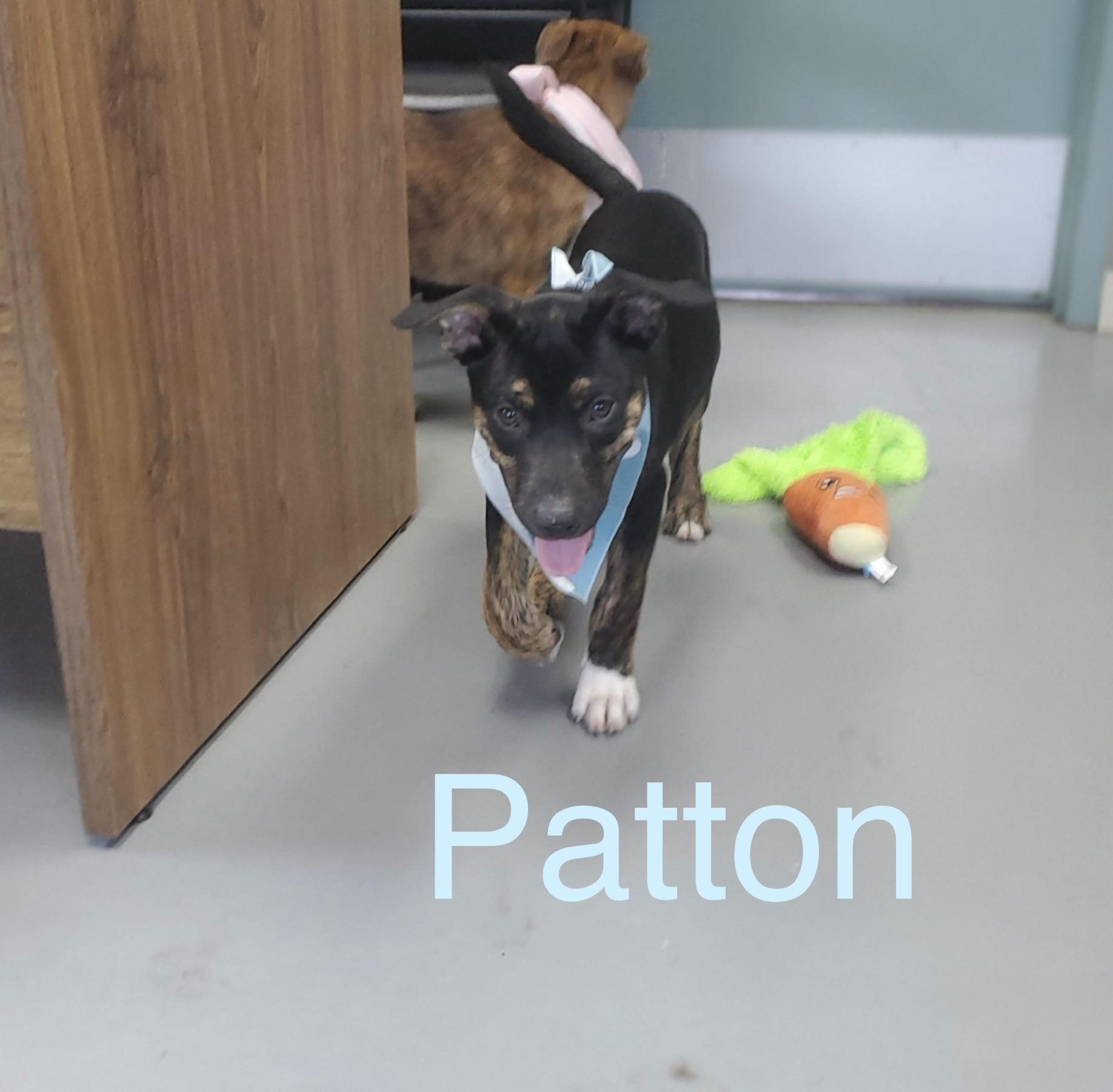 Patton, Adoptable, Puppy Male Australian Shepherd.
