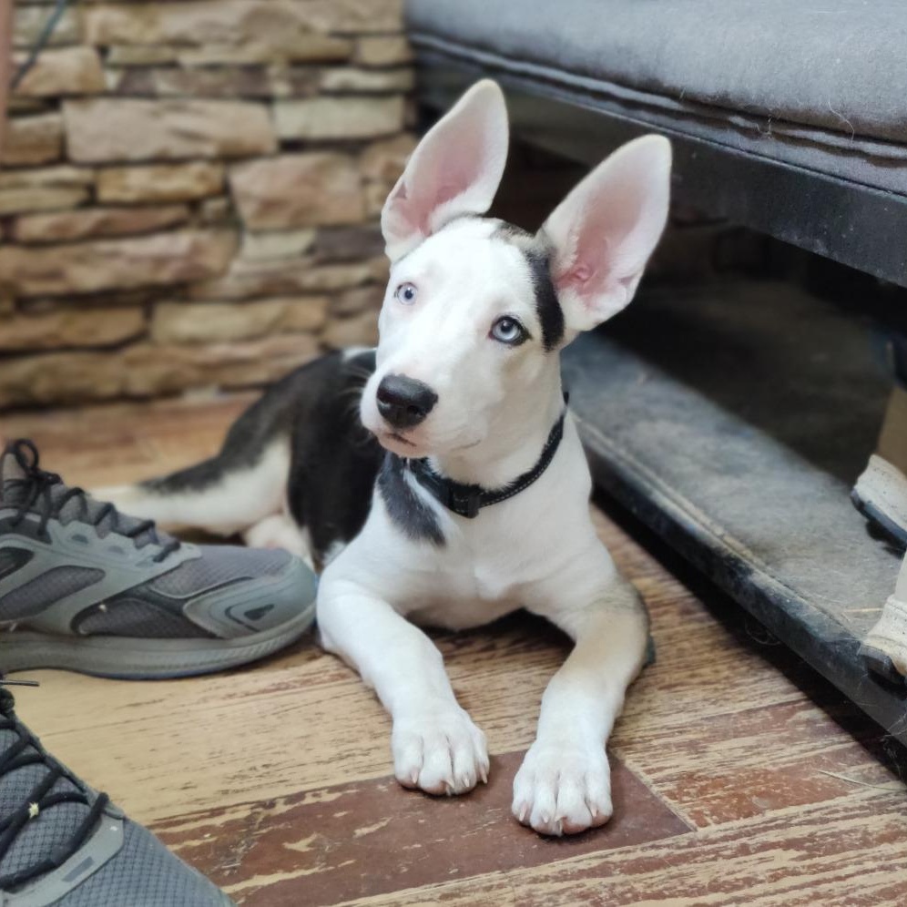 Enlarge Mayfly, a Adoptable mixed breed in Lynnwood, WA image 2/6