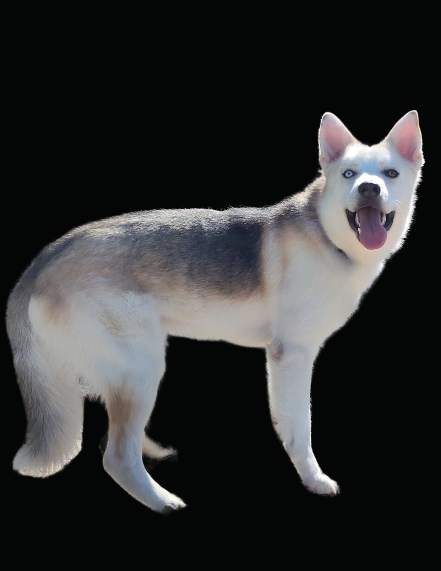 Stickson 6
