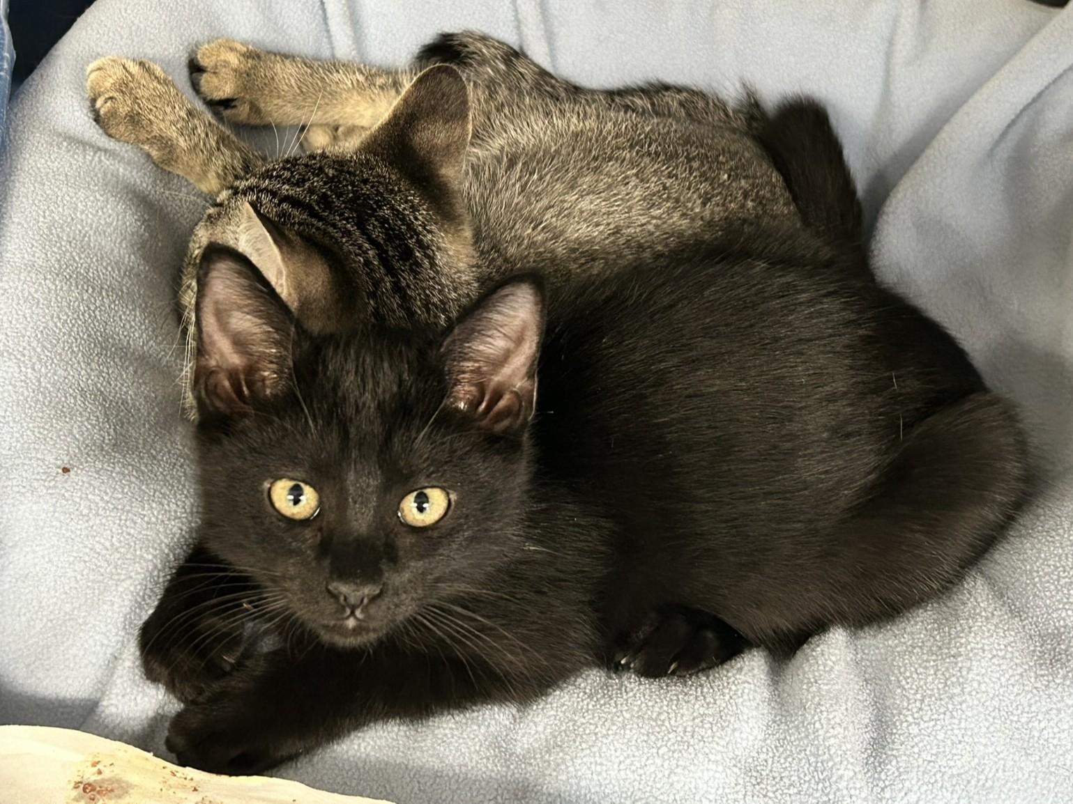 "Cars" litter (4 kitten, 2 pairs) photo