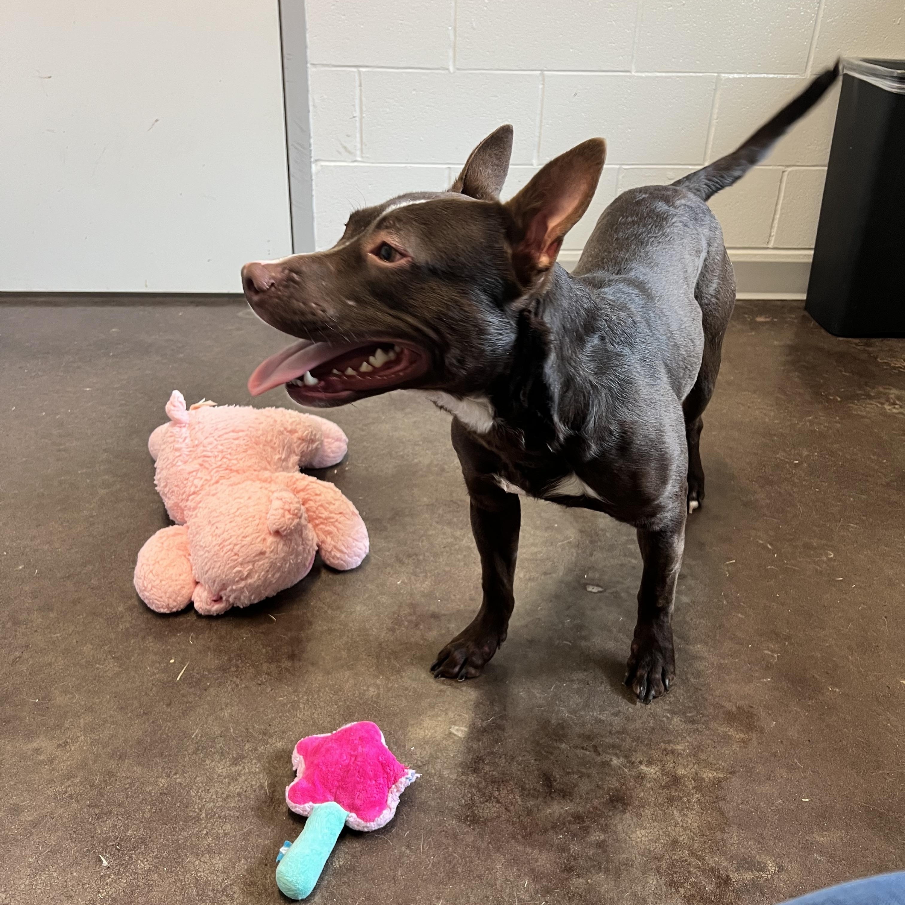 Indy, a ADOPTABLE mixed breed in Horn Lake, MS image 2/6