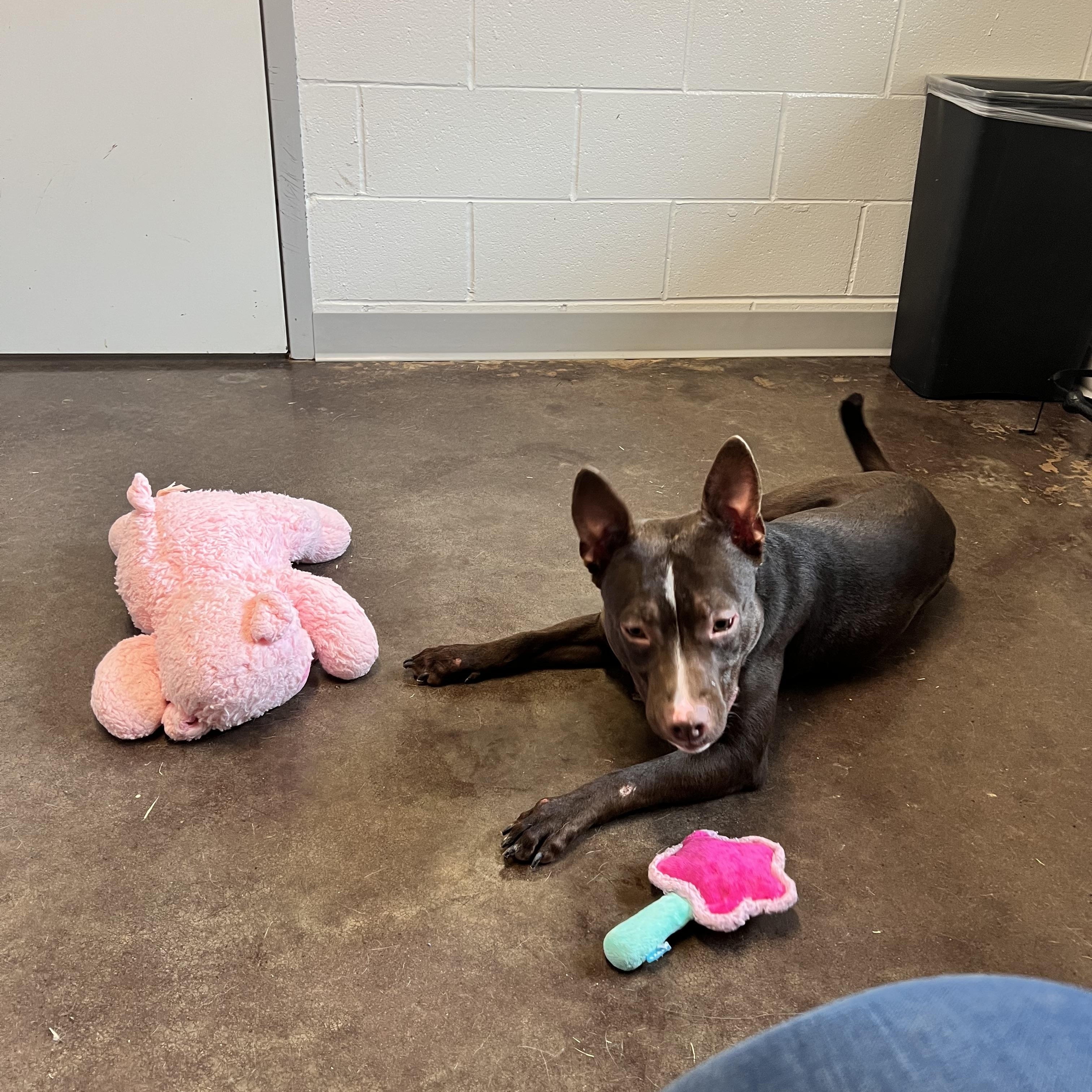 Indy, a ADOPTABLE mixed breed in Horn Lake, MS image 3/6