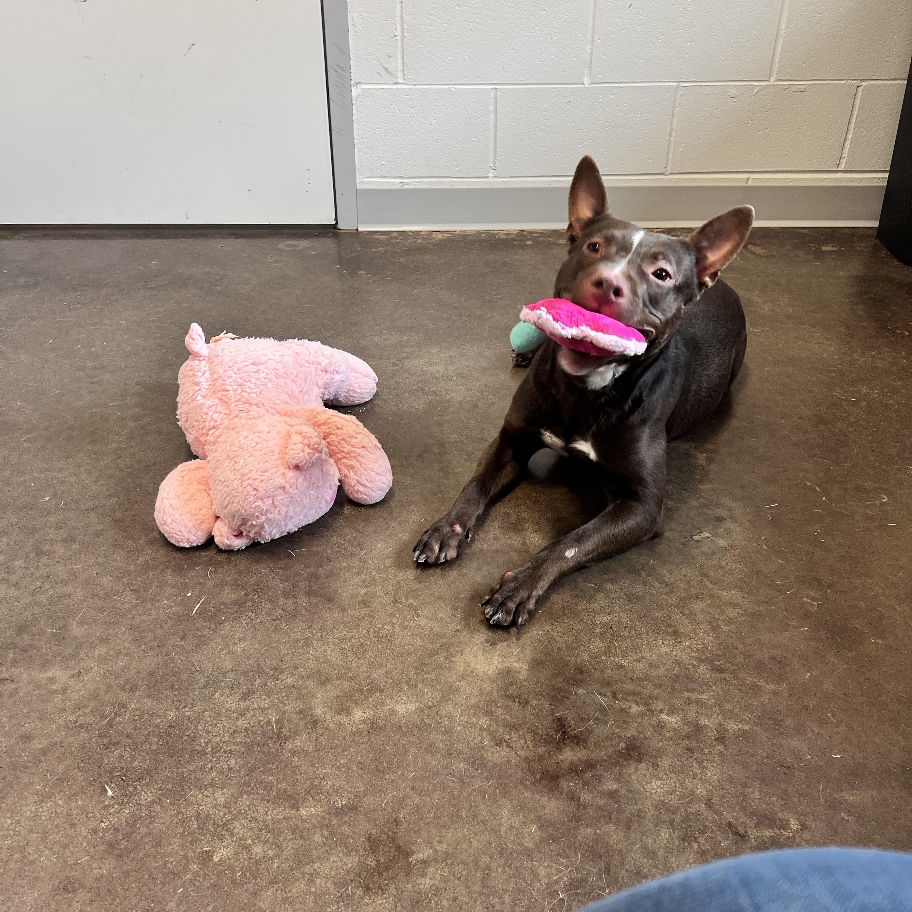 Indy, a ADOPTABLE mixed breed in Horn Lake, MS image 5/6