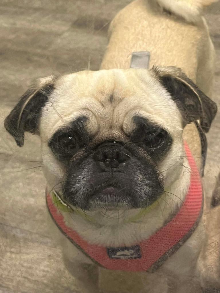 Bella Pug, Adoptable, Adult Female Pug.