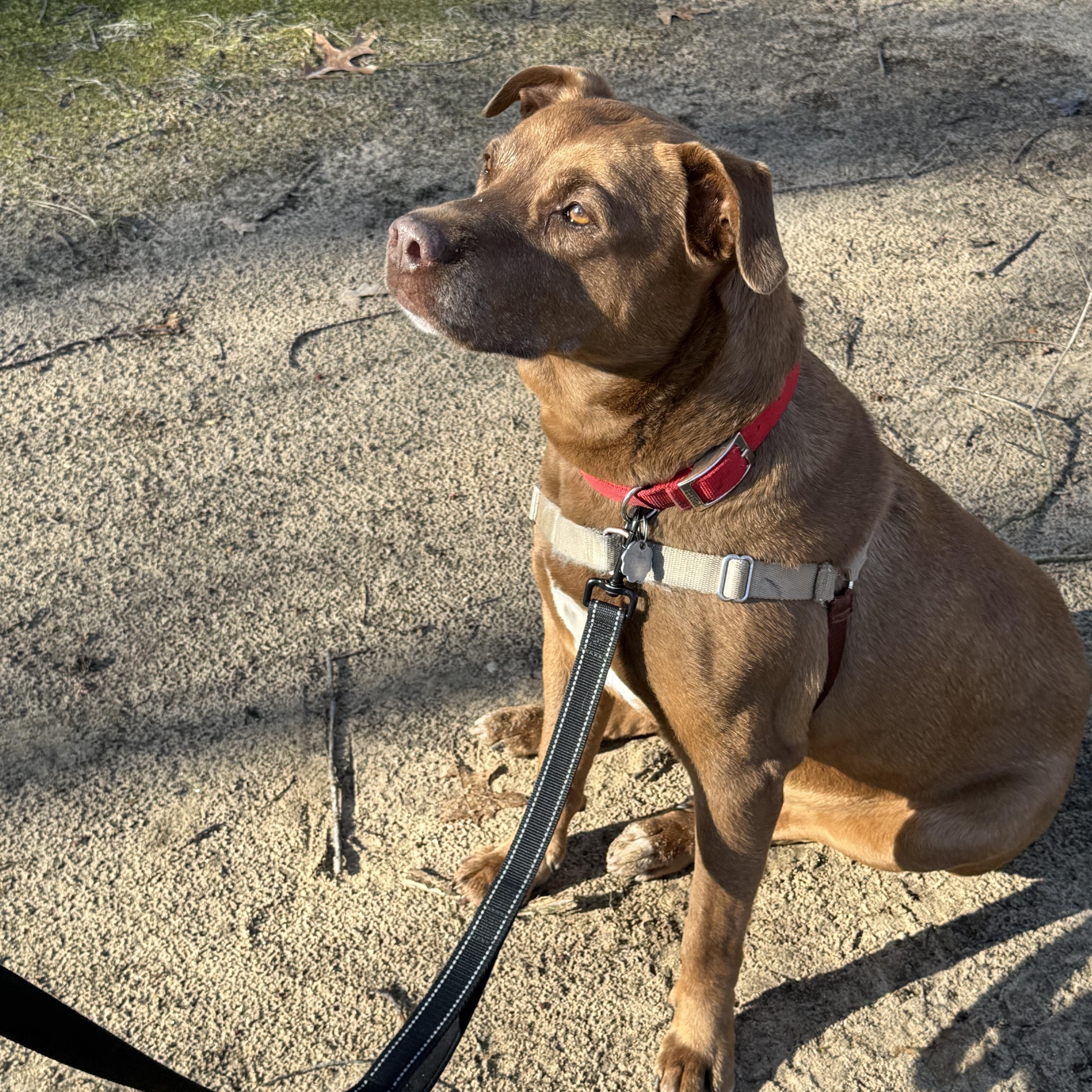Enlarge Coco, a Adoptable mixed breed in Oxford, MI image 5/6