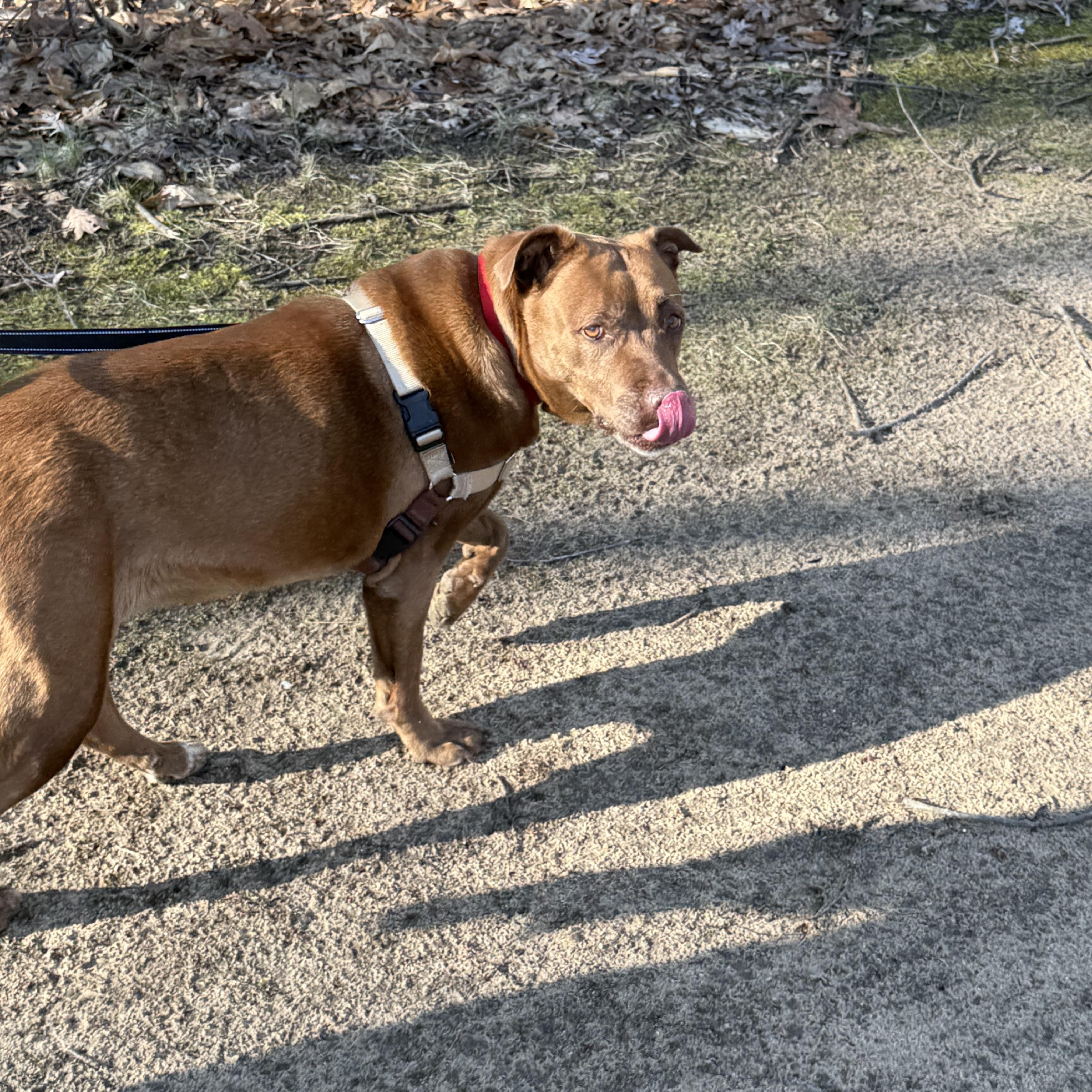 Enlarge Coco, a Adoptable mixed breed in Oxford, MI image 4/6