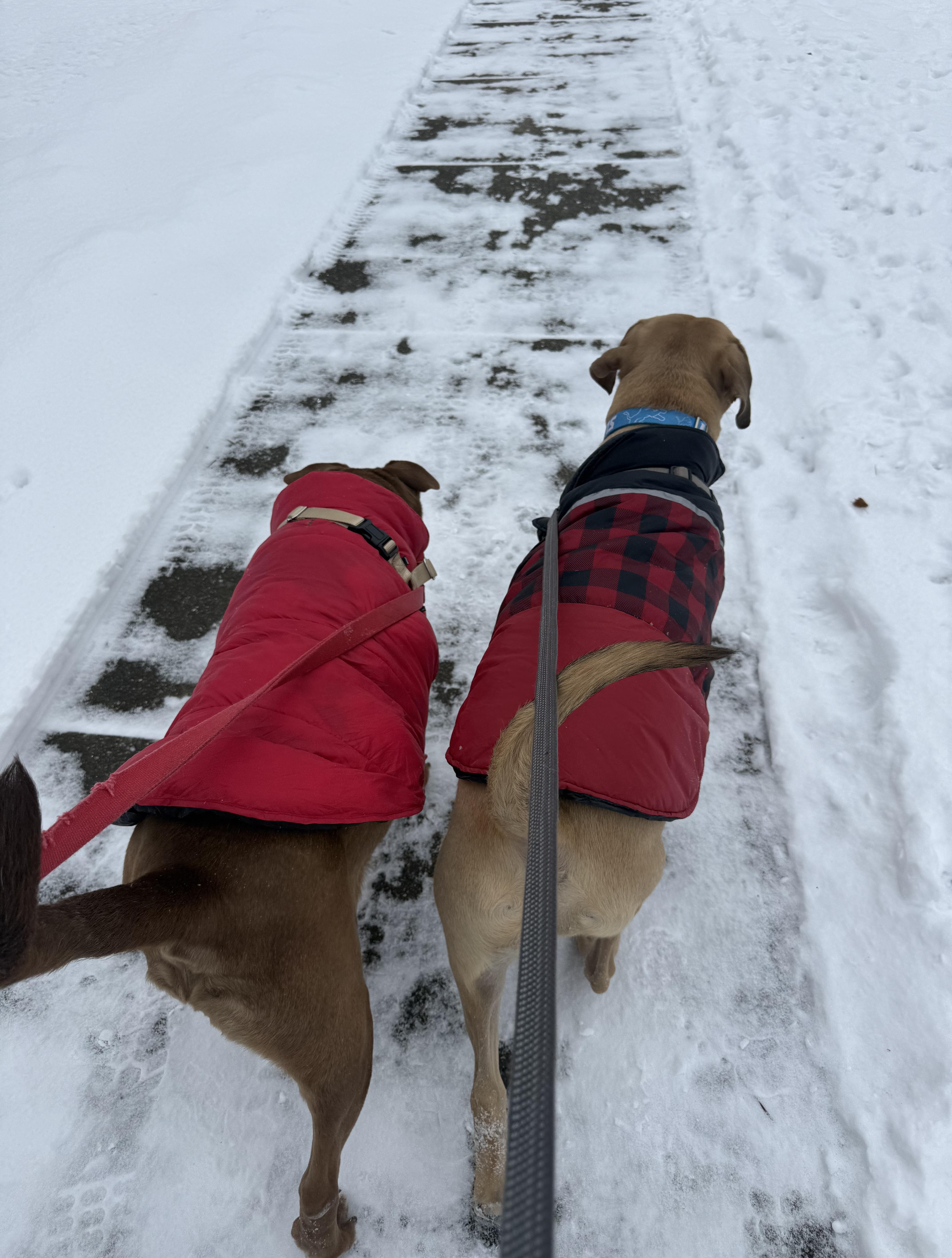 Enlarge Coco, a Adoptable mixed breed in Oxford, MI image 6/6