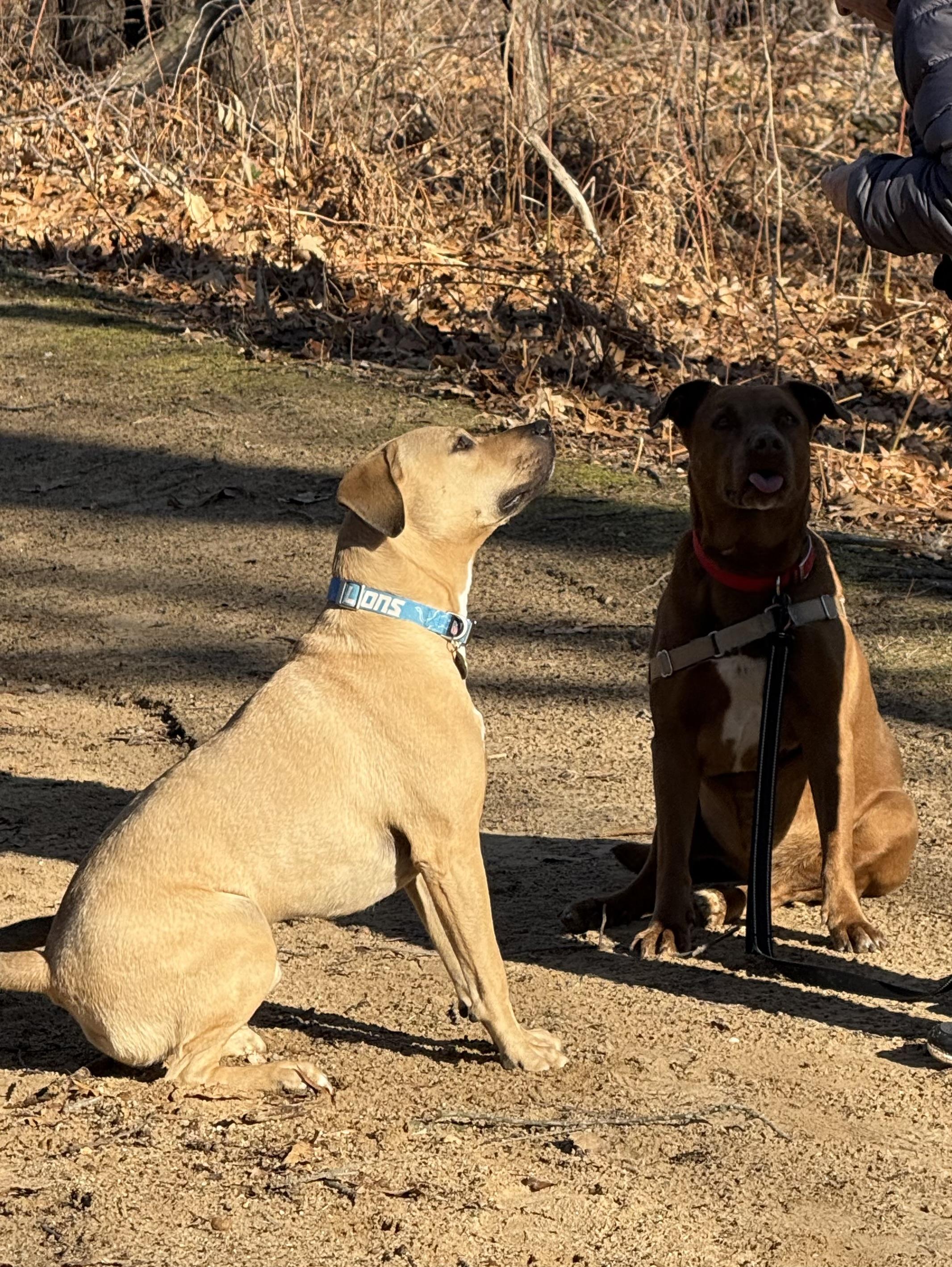 Enlarge Coco, a Adoptable mixed breed in Oxford, MI image 3/6