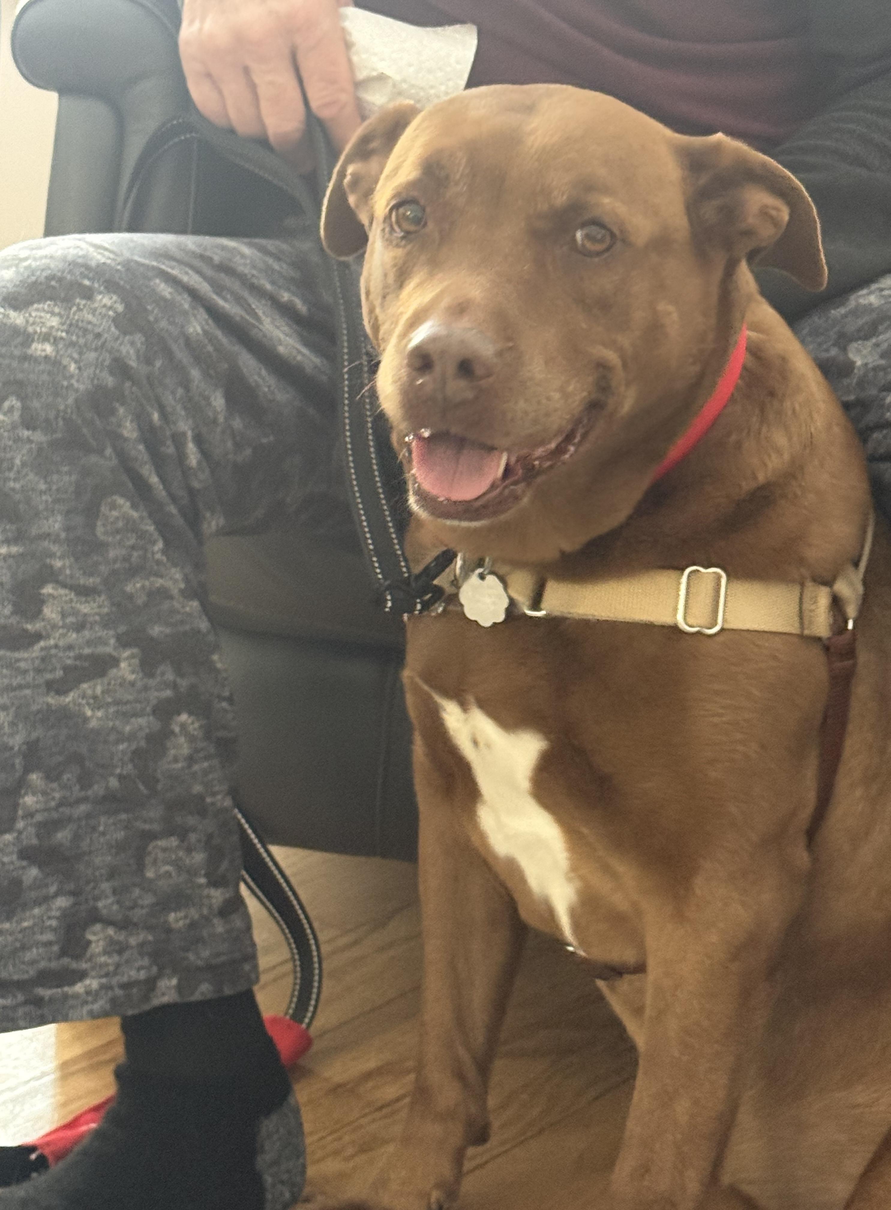 Enlarge Coco, a Adoptable mixed breed in Oxford, MI image 1/6