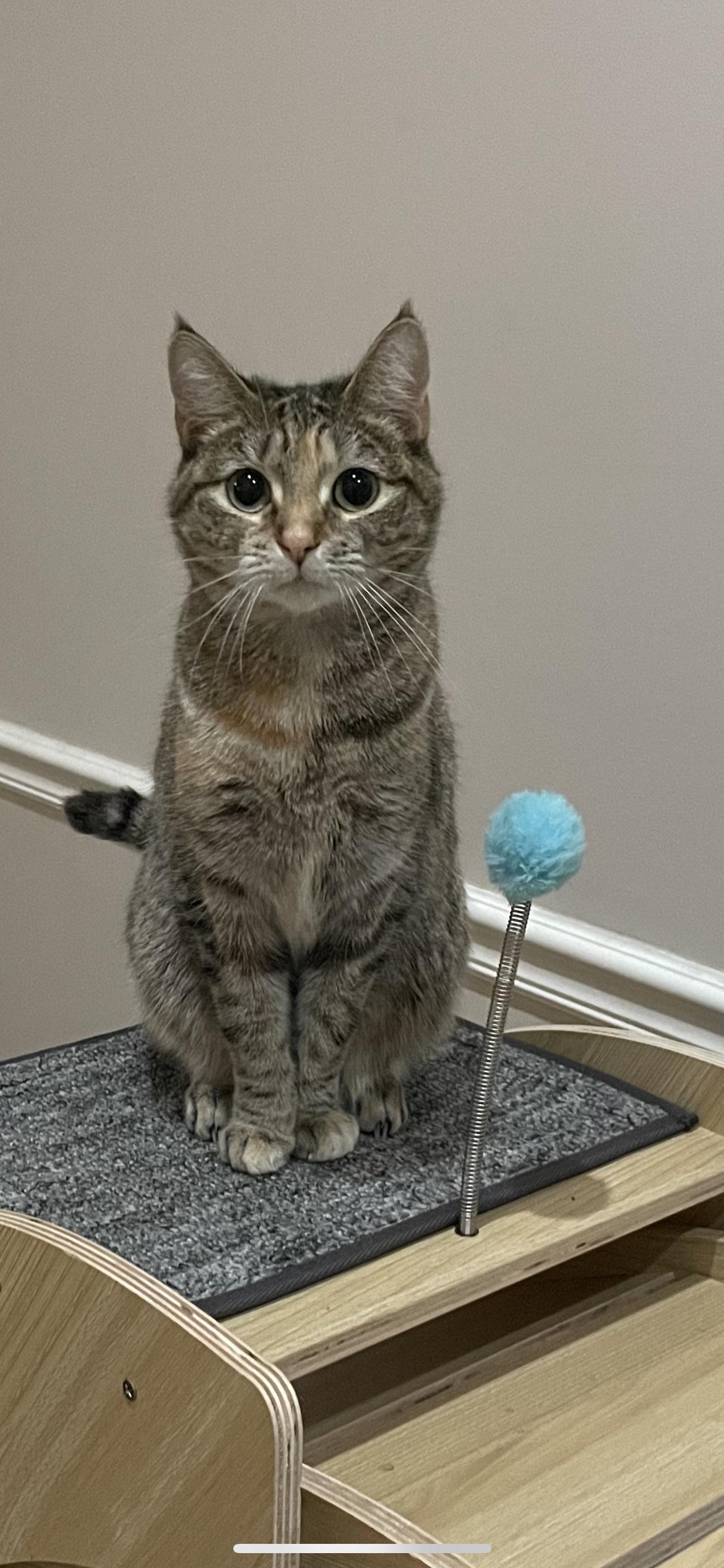 Enlarge Lexi, a Adoptable Domestic Short Hair in Fountain Inn, SC image 2/6