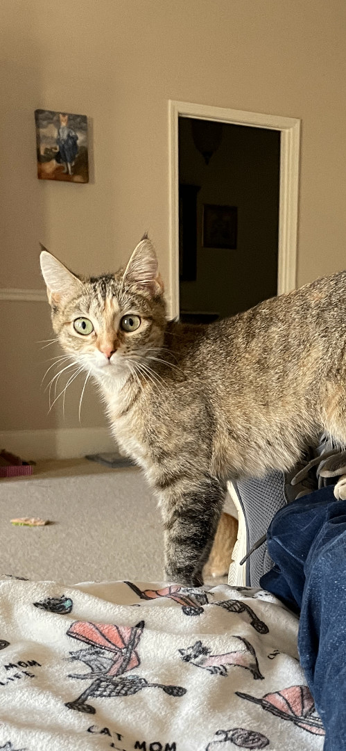 Enlarge Lexi, a Adoptable Domestic Short Hair in Fountain Inn, SC image 5/6