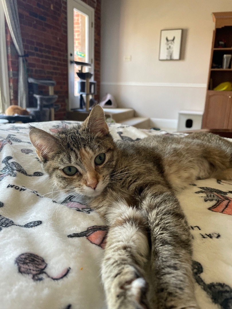 Enlarge Lexi, a Adoptable Domestic Short Hair in Fountain Inn, SC image 4/6