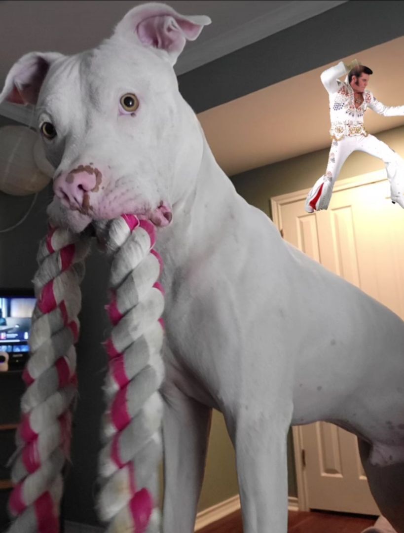 Enlarge Elvis, a Adopted mixed breed in Austin, TX image 1/11