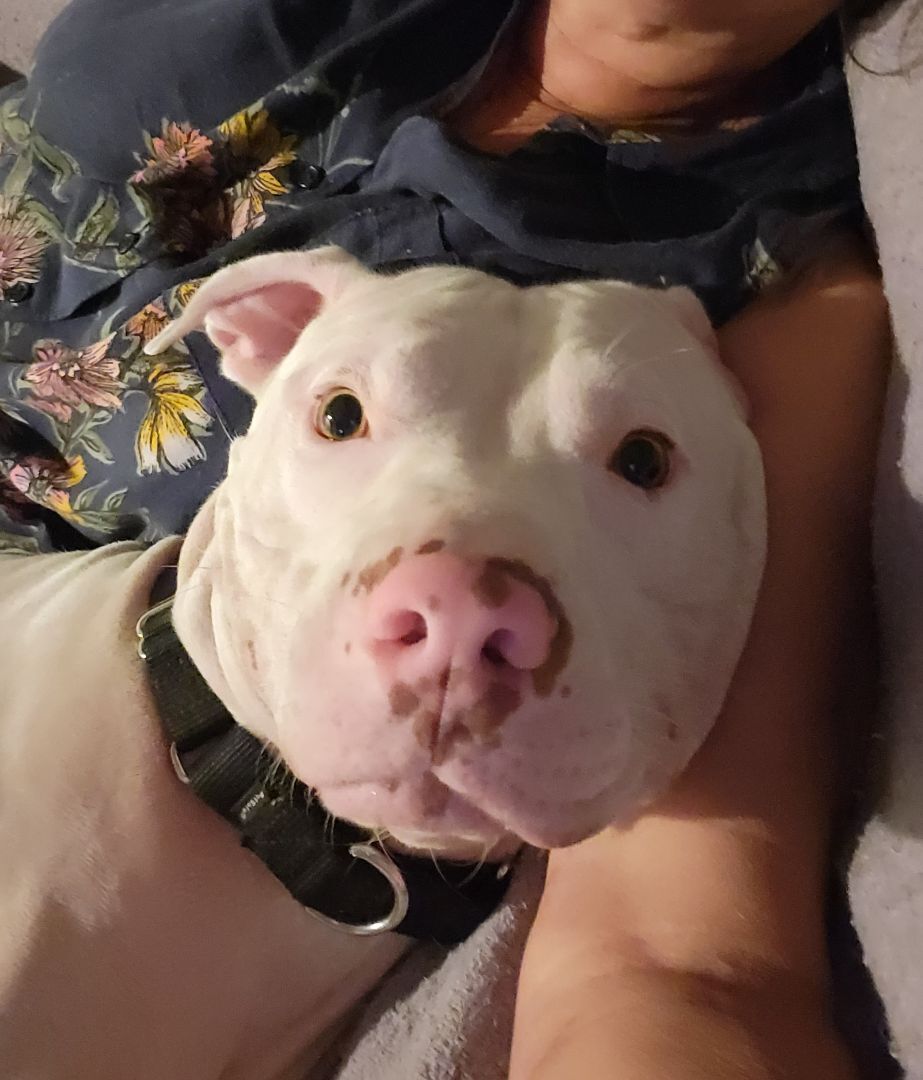 Enlarge Elvis, a Adopted mixed breed in Austin, TX image 2/11