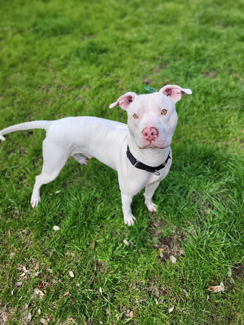 Enlarge Elvis, a Adopted mixed breed in Austin, TX image 3/11