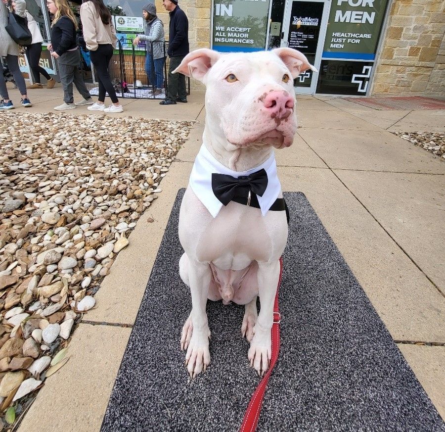 Enlarge Elvis, a Adopted mixed breed in Austin, TX image 4/11