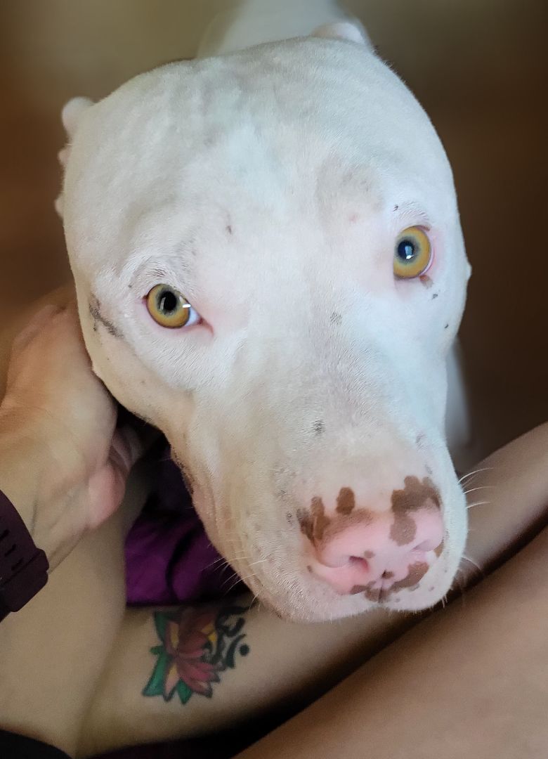 Enlarge Elvis, a Adopted mixed breed in Austin, TX image 5/11