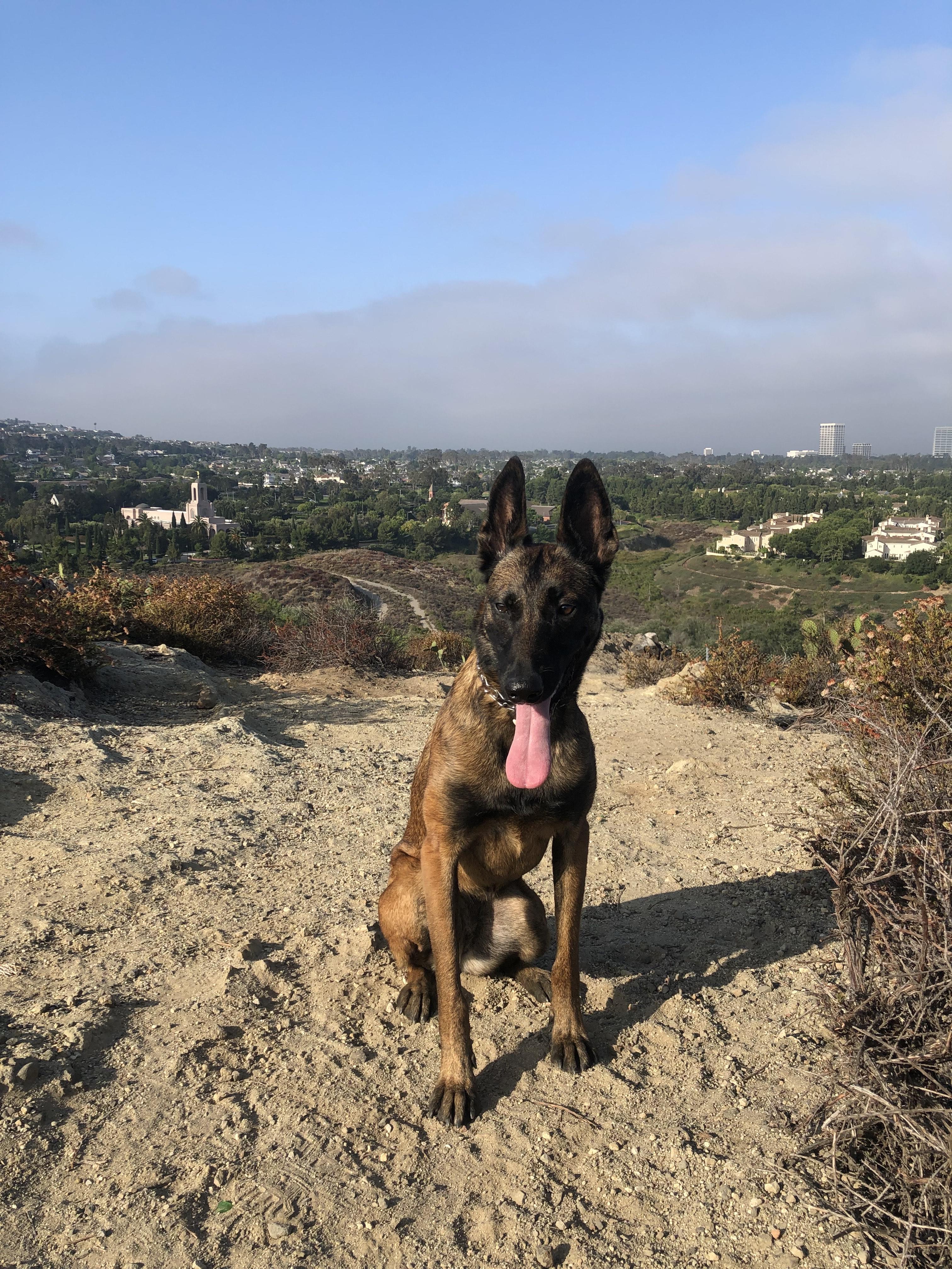Raya, Adoptable, Adult Female Belgian Shepherd / Malinois.