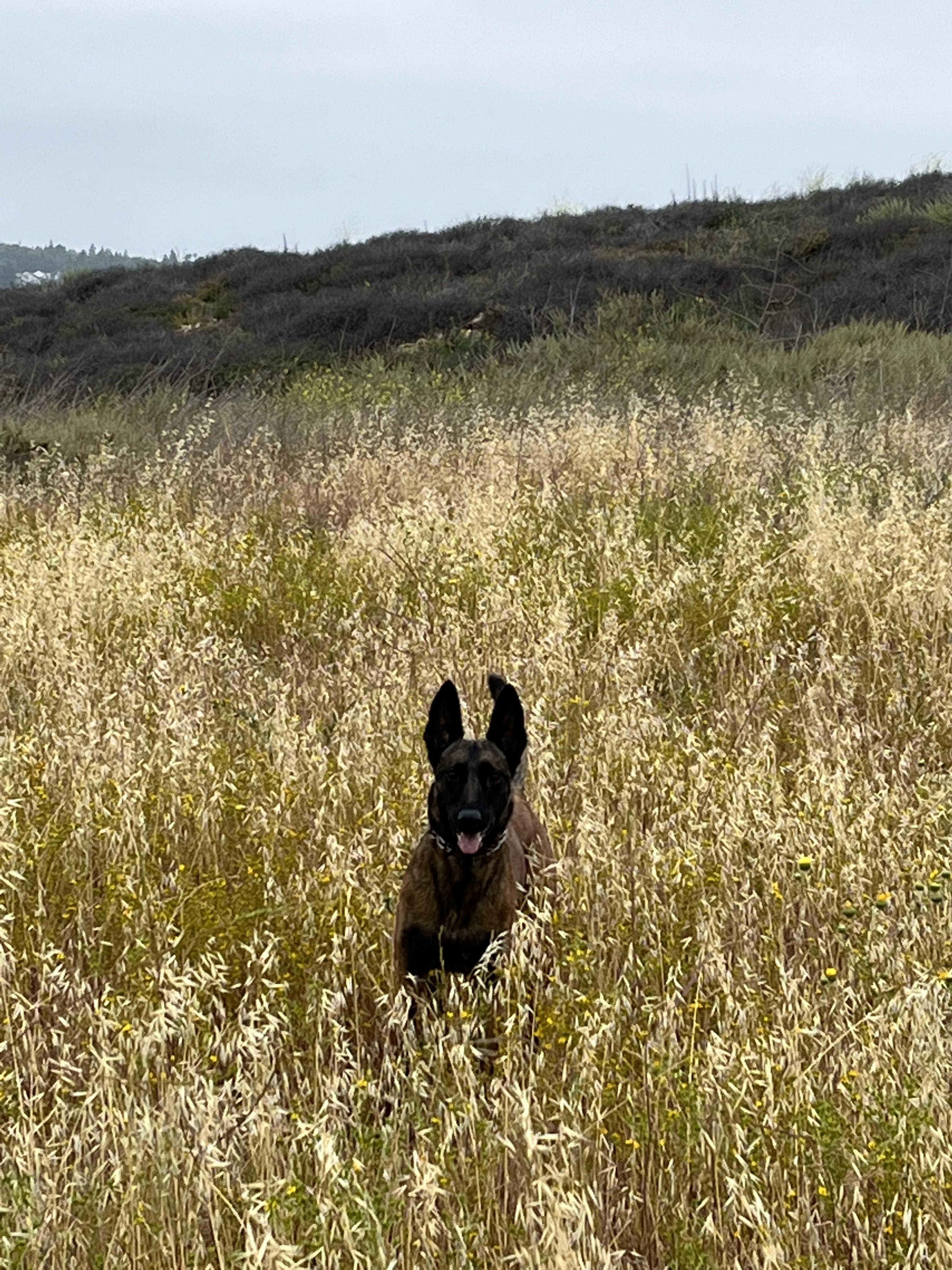 Enlarge Raya, a Adoptable Belgian Shepherd / Malinois in Vancouver, WA image 2/5