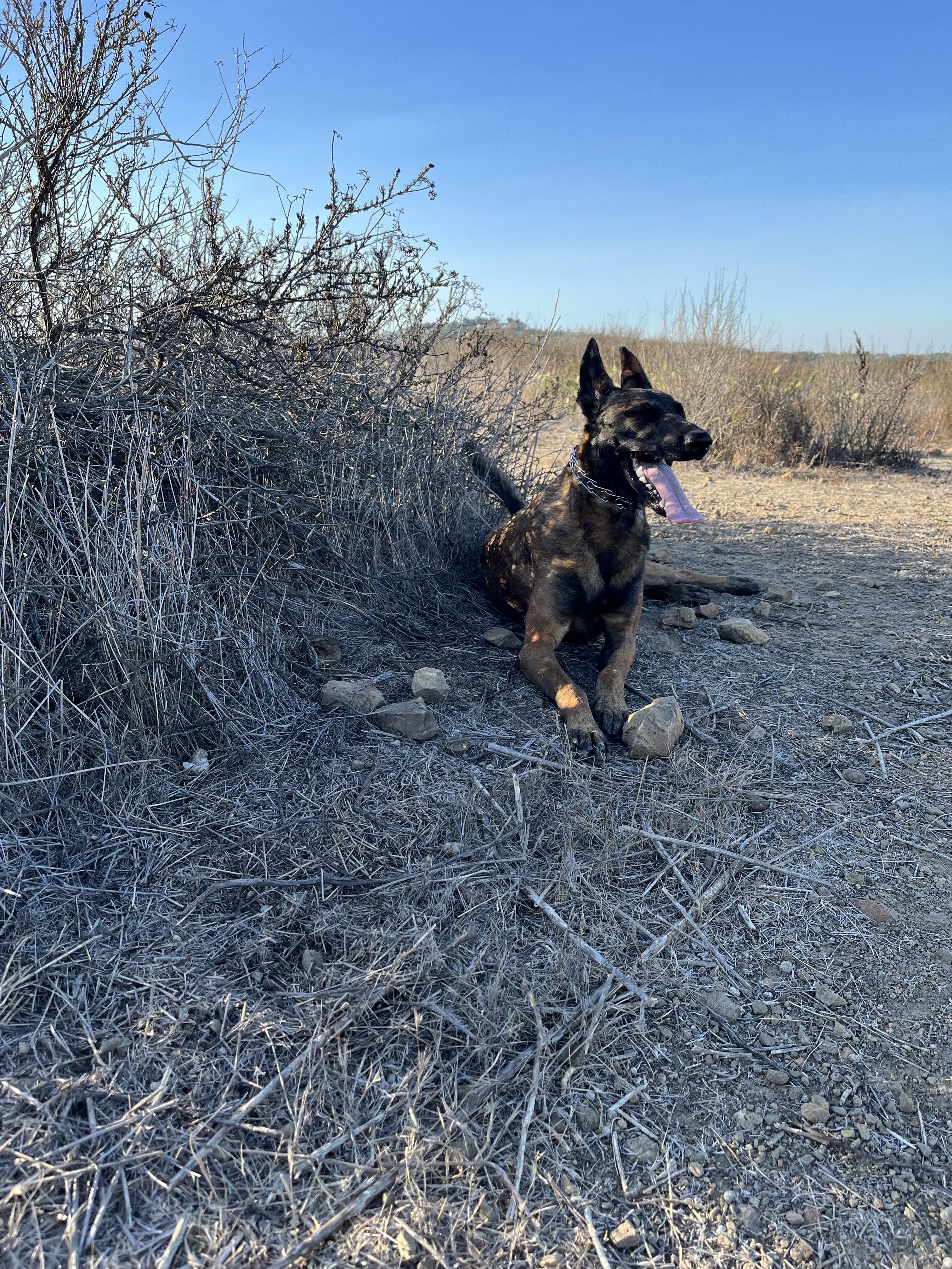 Enlarge Raya, a Adoptable Belgian Shepherd / Malinois in Vancouver, WA image 3/5