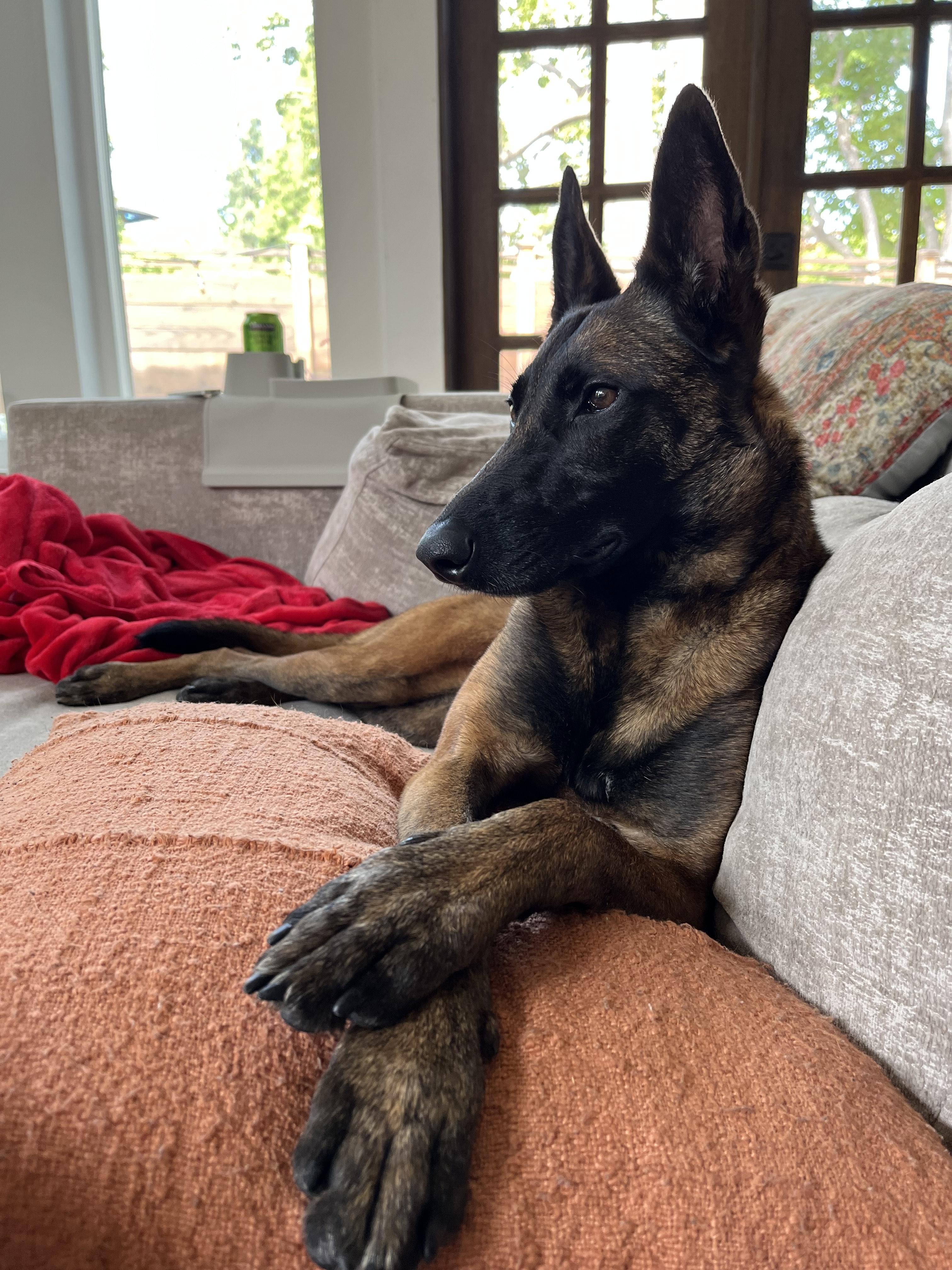 Enlarge Raya, a Adoptable Belgian Shepherd / Malinois in Vancouver, WA image 4/5
