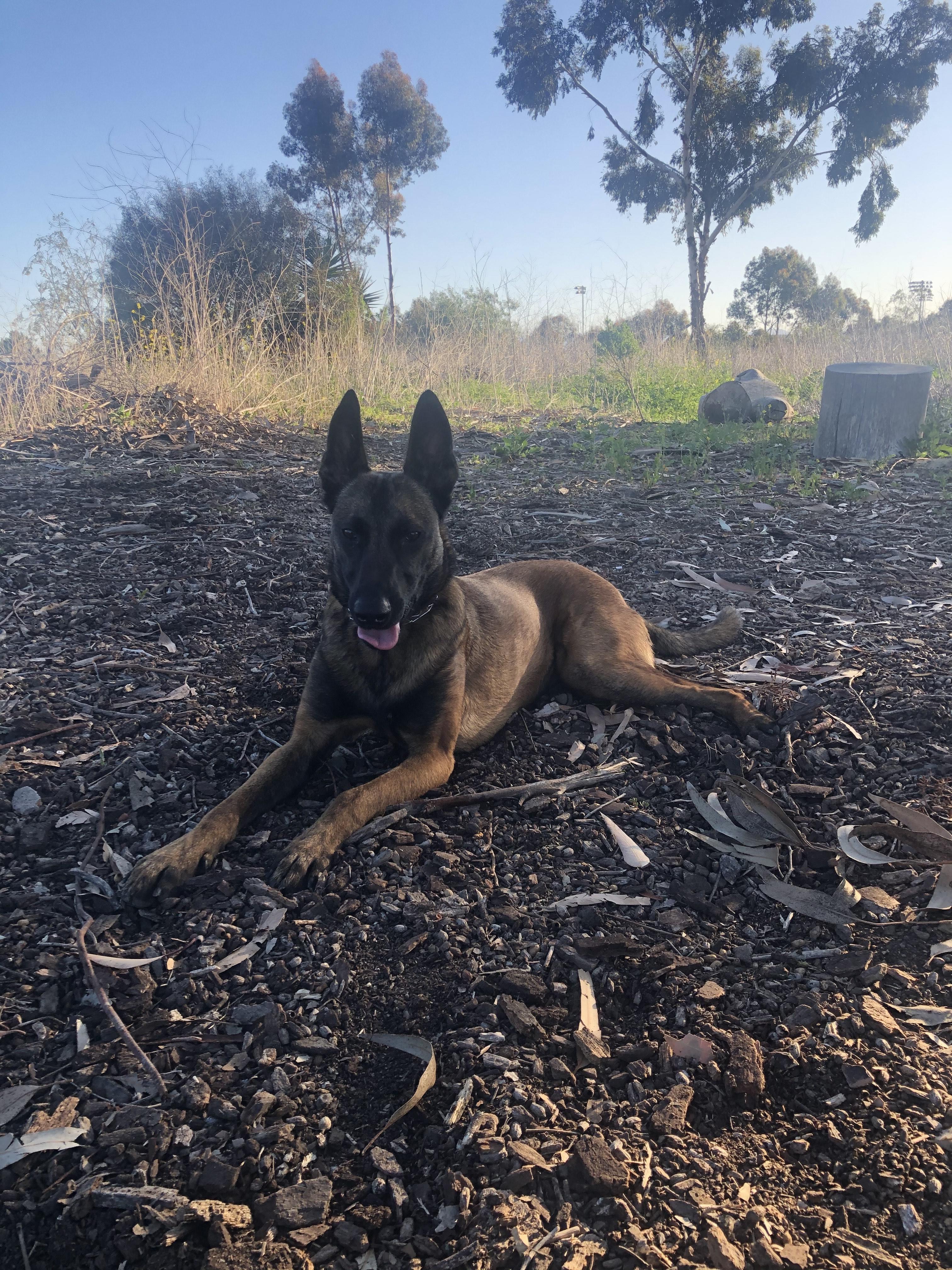 Enlarge Raya, a Adoptable Belgian Shepherd / Malinois in Vancouver, WA image 5/5