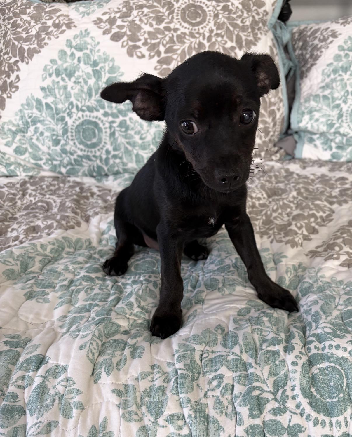 Diesel, adopted, Puppy Male Chihuahua & Dachshund.