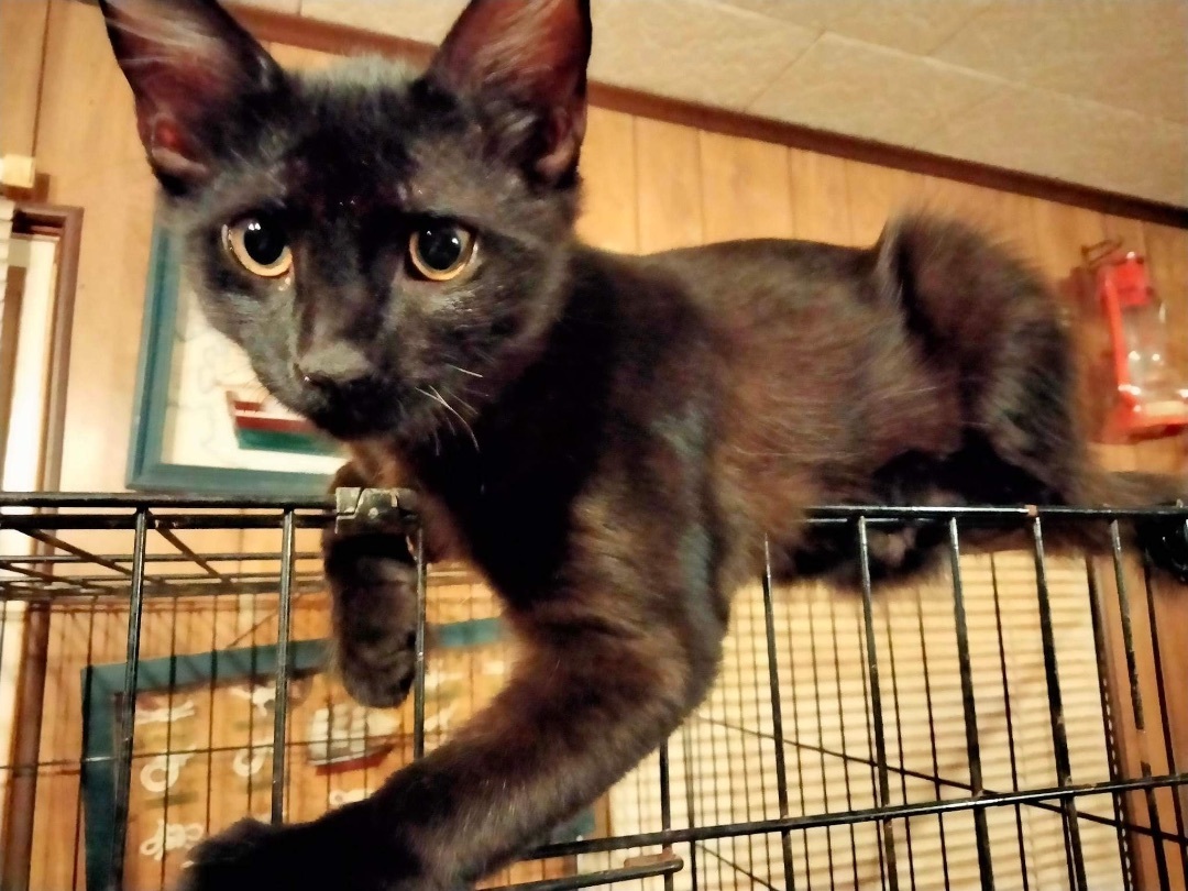 Wayne, a Adoptable Domestic Short Hair in Trinity, NC image 1/2