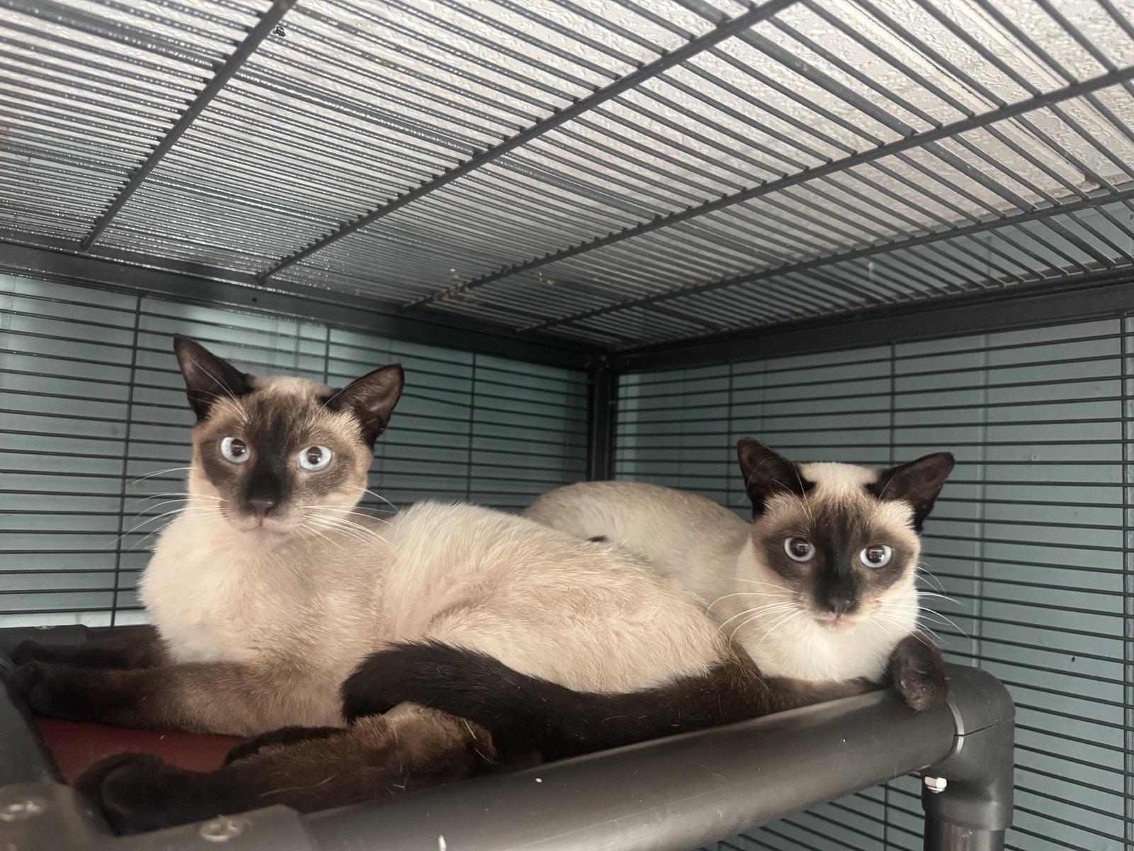 Mocha, Adopted, Young Male Siamese & Domestic Short Hair.