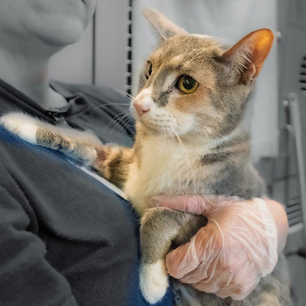 Willow - Home to Home, a Adoptable Domestic Short Hair in South Elgin, IL image 1/5