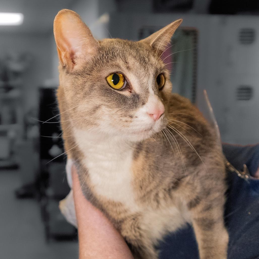 Willow - Home to Home, a Adoptable Domestic Short Hair in South Elgin, IL image 2/5