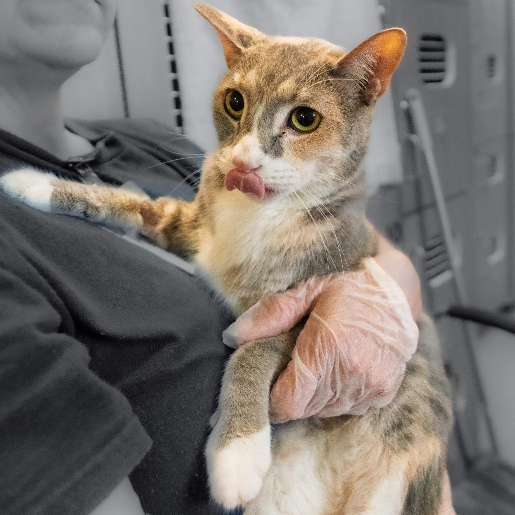 Willow - Home to Home, a Adoptable Domestic Short Hair in South Elgin, IL image 3/5