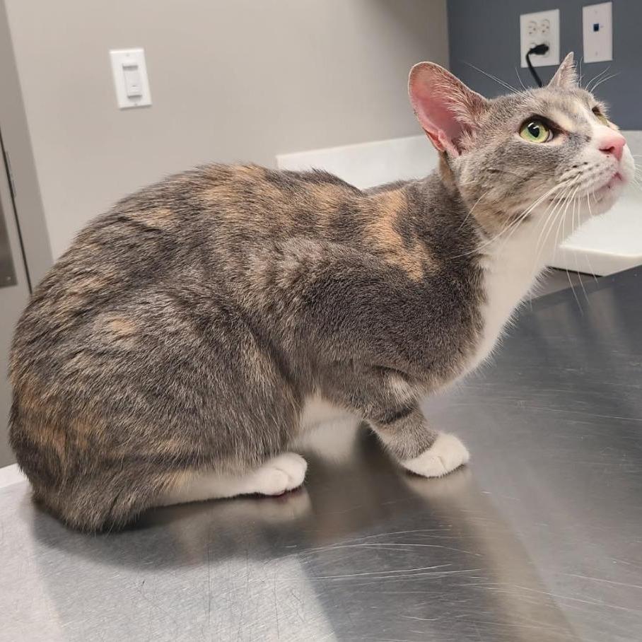 Willow - Home to Home, a Adoptable Domestic Short Hair in South Elgin, IL image 4/5