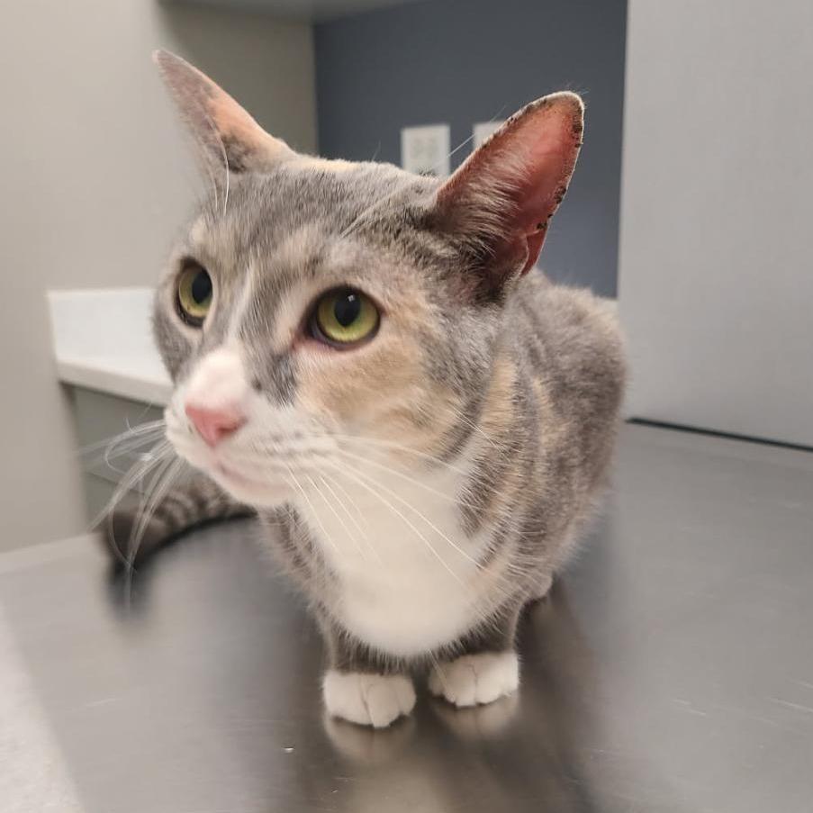 Willow - Home to Home, a Adoptable Domestic Short Hair in South Elgin, IL image 5/5