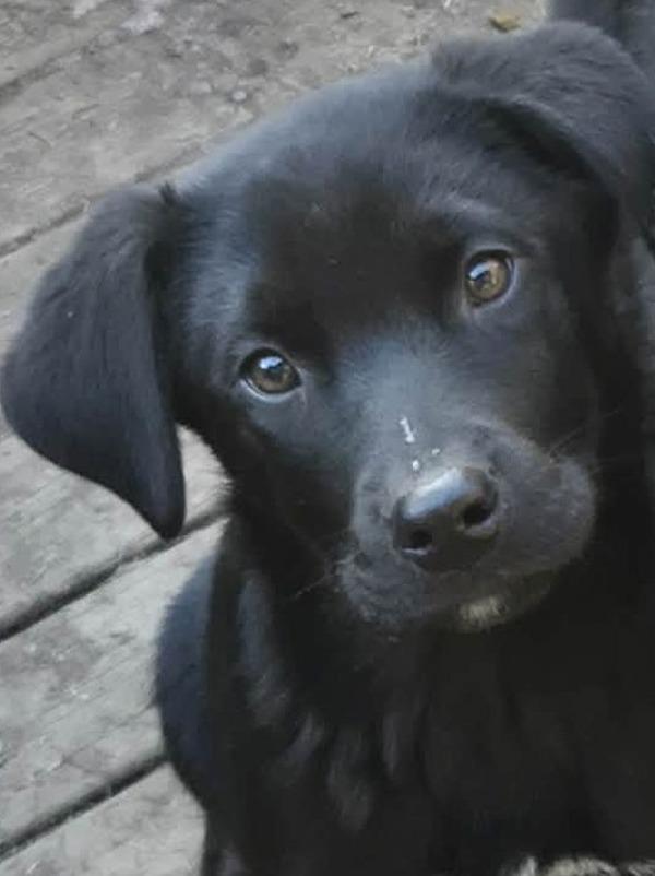 Enlarge Mowgli, a Adoptable mixed breed in Williams Lake, BC image 1/1