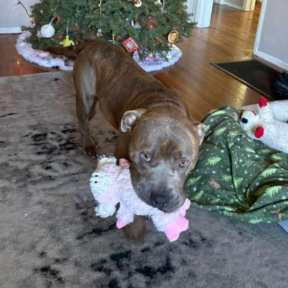 Frankie, a ADOPTABLE Pit Bull Terrier in San Diego, CA image 5/6