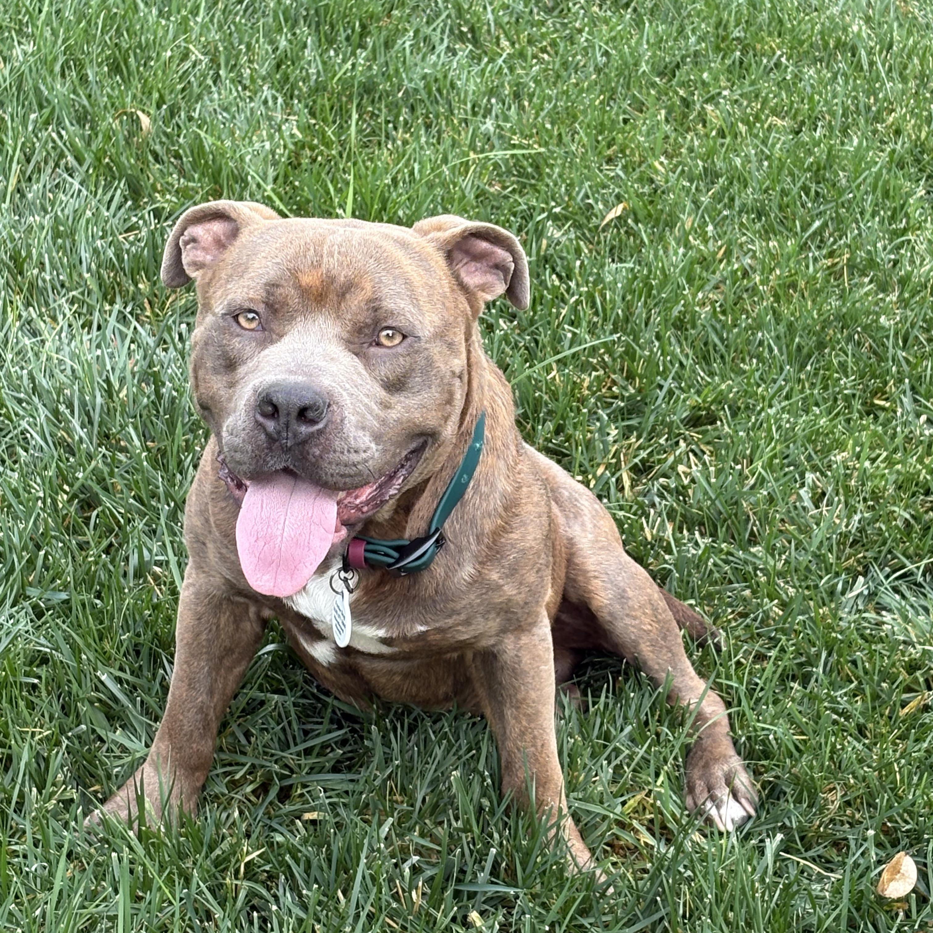 Frankie, ADOPTABLE, Young Male Pit Bull Terrier.